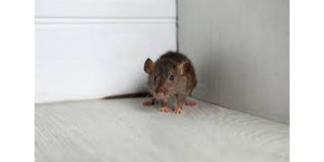 Rodent Control Toronto: The Best Services from Ultimate Pest Solutions