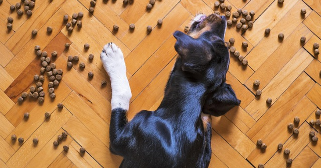 Right products and choosing innovation in nutrition for our pets Right products and choosing innovation in nutrition for our pets