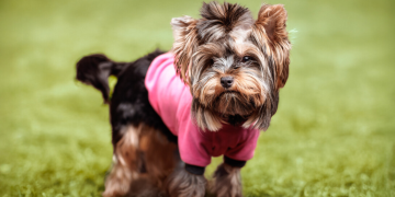 Helping a Puppy Heal After an Operation or Wound